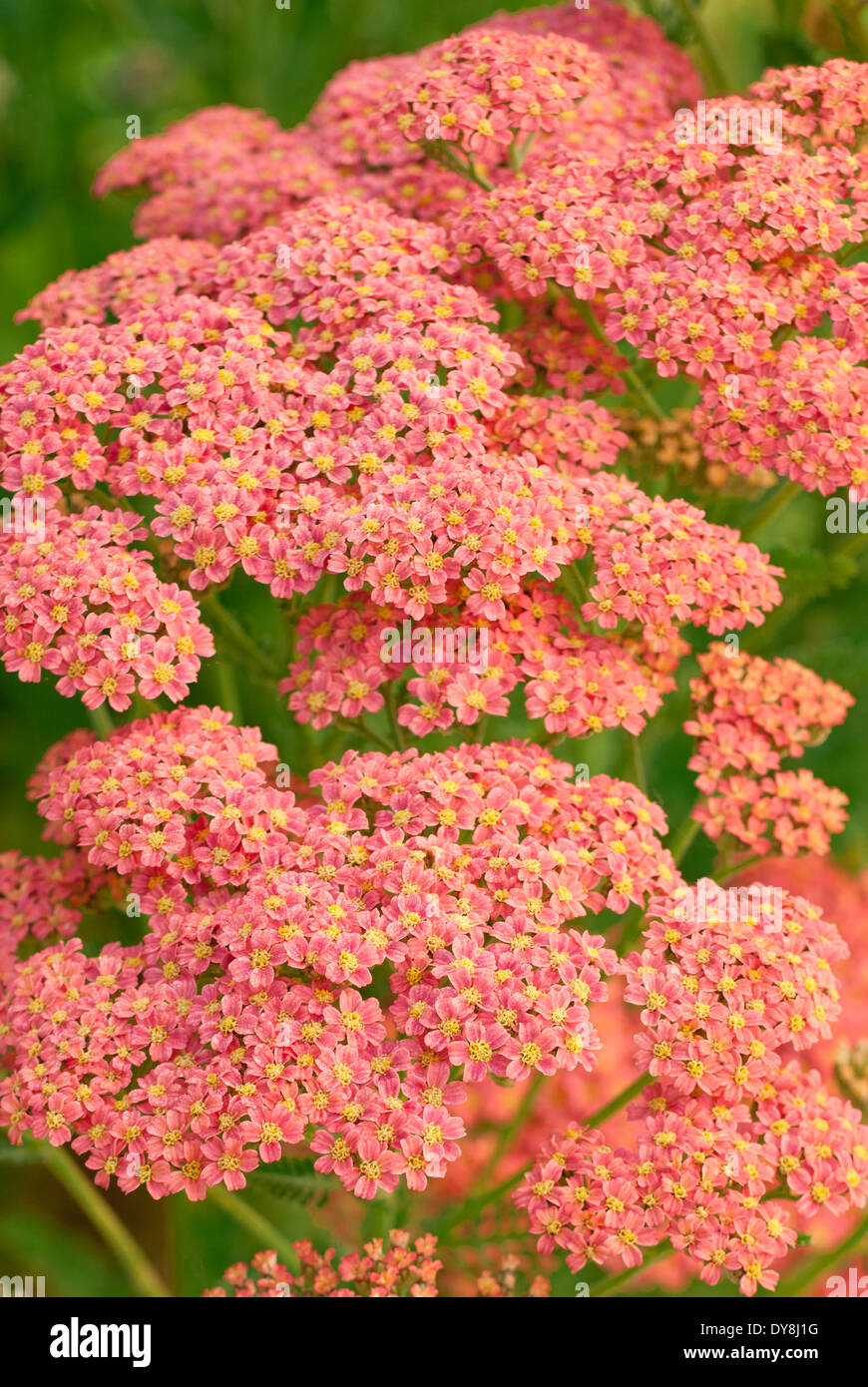 Close up de l'Achillea millefolium Peachy Séduction, millefeuille, Série Tutti Frutti. De juin. L'été. Fleurs rose saumon. Banque D'Images