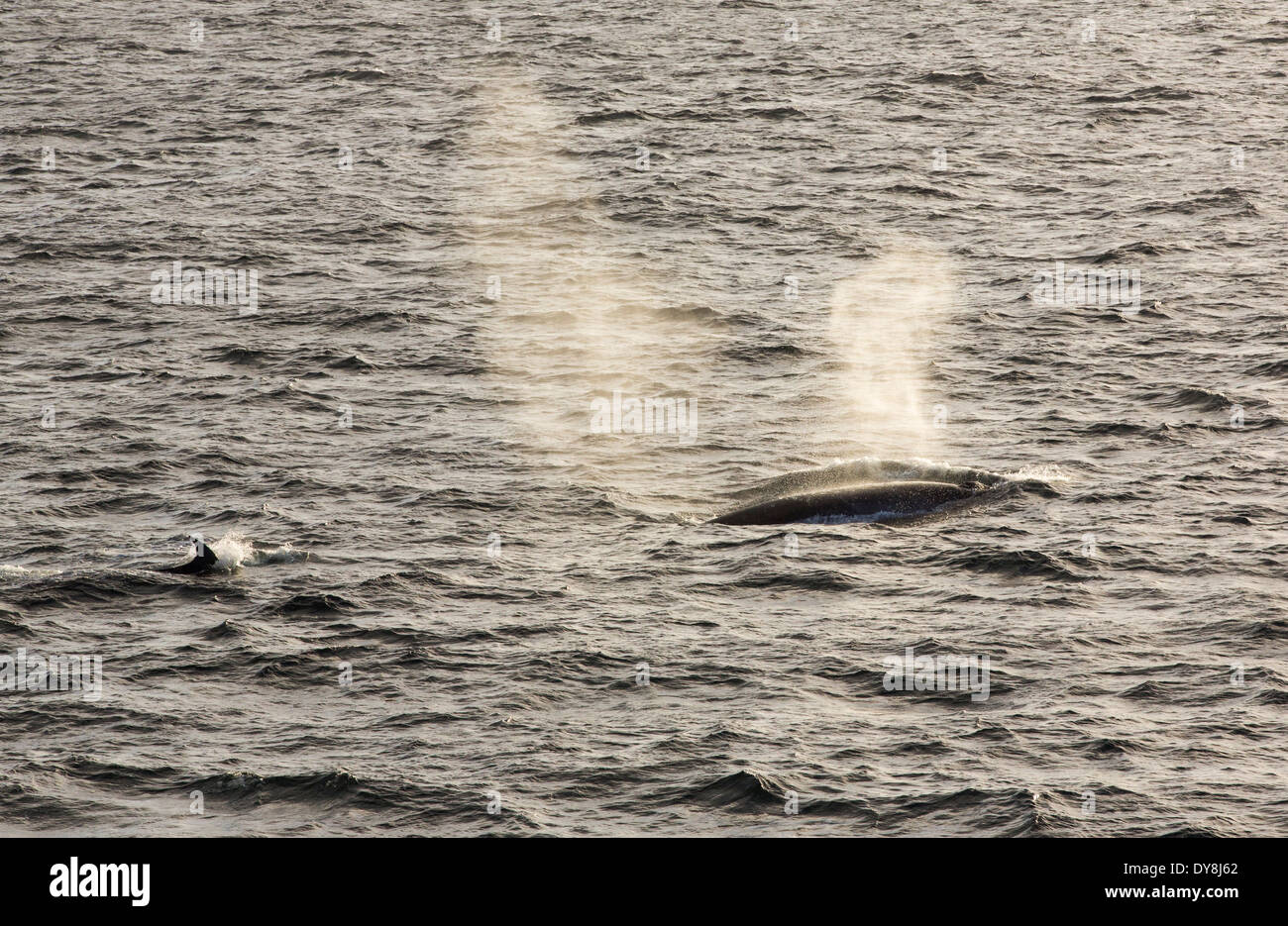 Le rorqual boréal (Balaenoptera borealis) dans le Passage de Drake, l ...