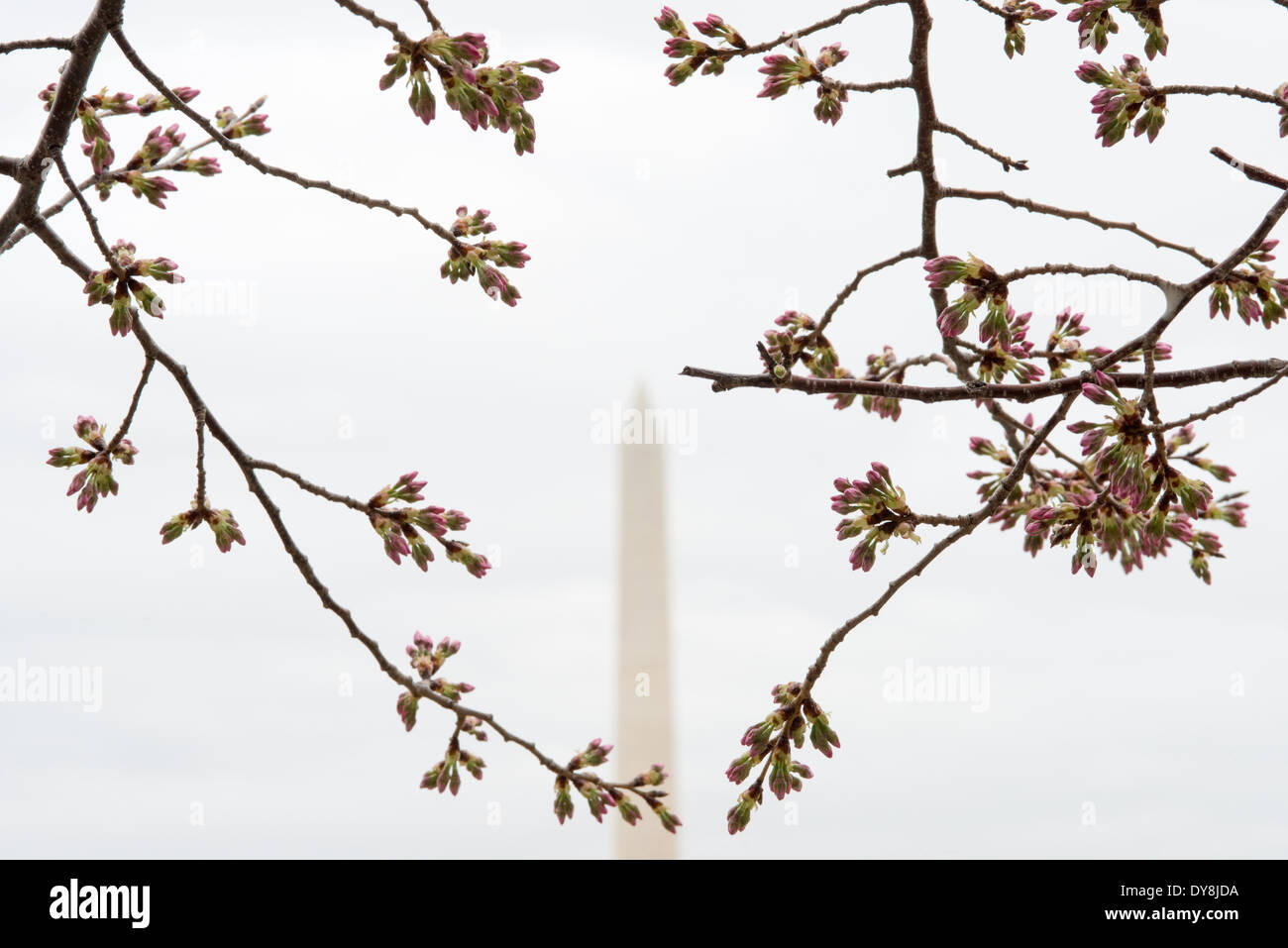 WASHINGTON DC, États-Unis — vue rapprochée des célèbres cerisiers en fleurs de Washington DC, mettant en valeur les délicats pétales roses et blancs des cerisiers Yoshino. Cette image détaillée capture la beauté éphémère qui attire des millions de visiteurs dans la capitale chaque printemps. Banque D'Images