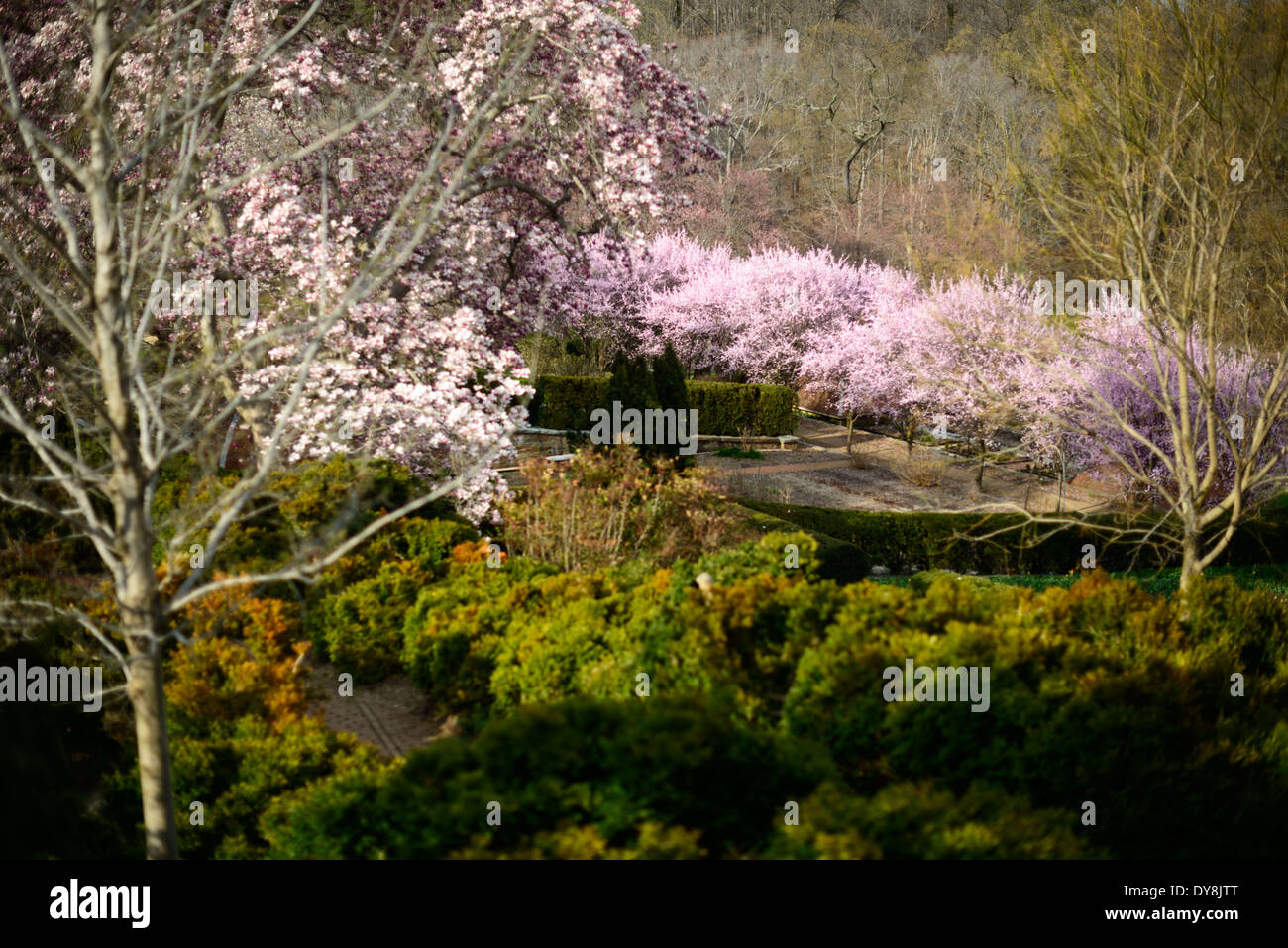 WASHINGTON DC, États-Unis — le Dumbarton Oaks Gardens, un domaine historique dans le quartier de Georgetown, présente de magnifiques jardins paysagers et une architecture historique. Conçus par l'architecte paysagiste de renom Beatrix Farrand, ces jardins offrent une variété d'espaces thématiques, y compris des terrasses, des vergers et des jardins formels. Dumbarton Oaks est un exemple notable de la conception de jardins américains du début du XXe siècle. Banque D'Images