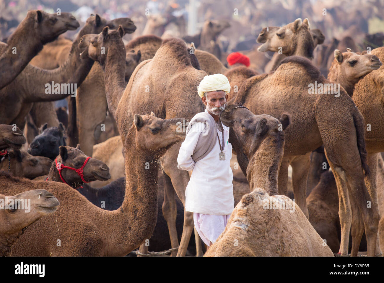 Camel Pushkar Mela, Pushkar, Rajasthan, India Banque D'Images