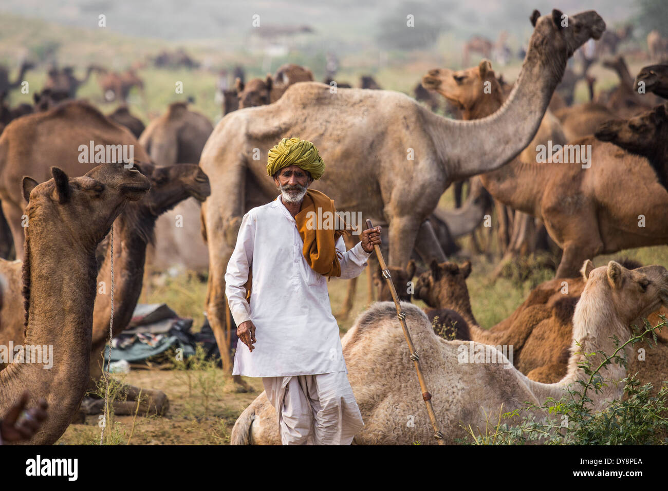Camel Pushkar Mela, Pushkar, Rajasthan, India Banque D'Images