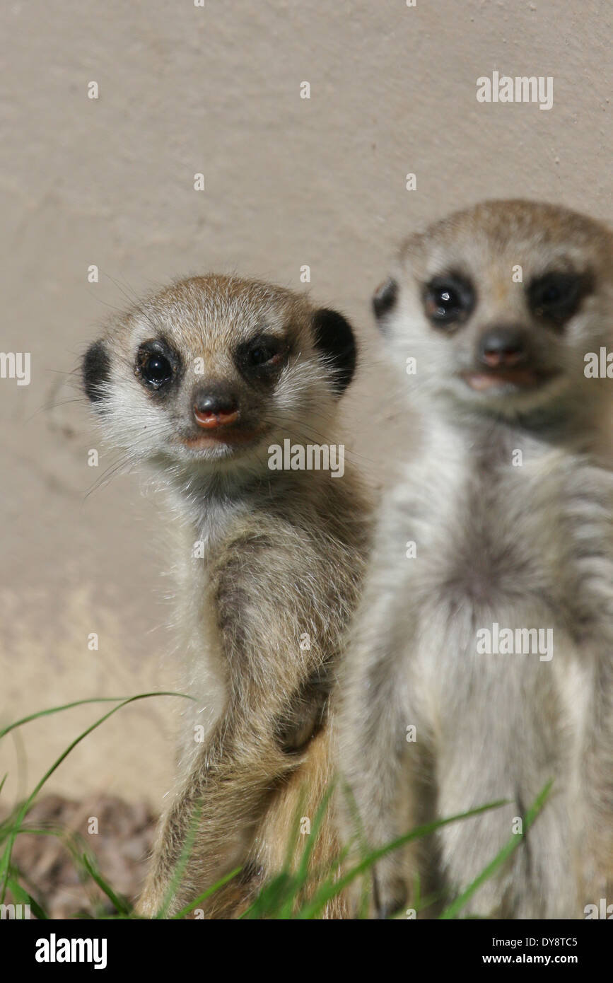Bébé deux suricates Banque D'Images