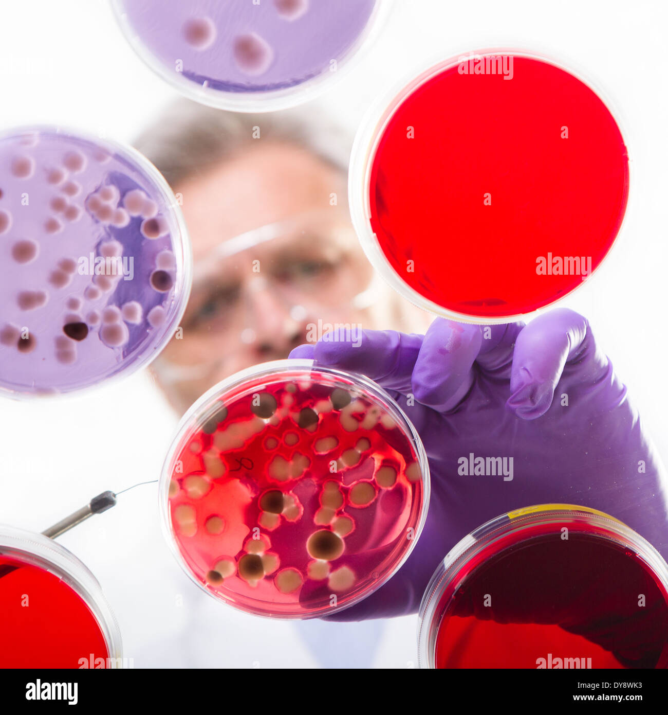 Chercheur en sciences de la vie des bactéries de greffage. Banque D'Images