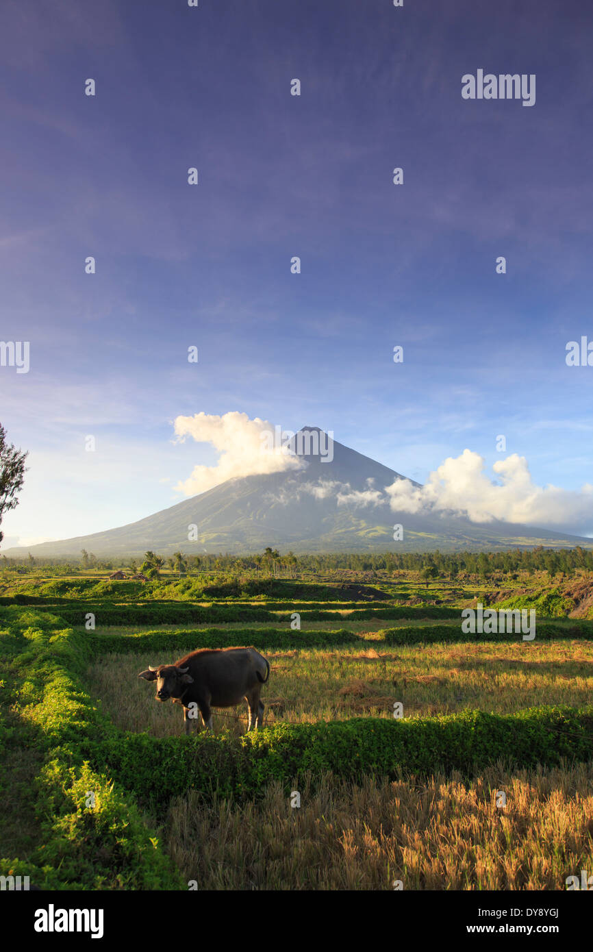 Philippines, Souteastern Luzon, Bicol, volcan Mayon Banque D'Images