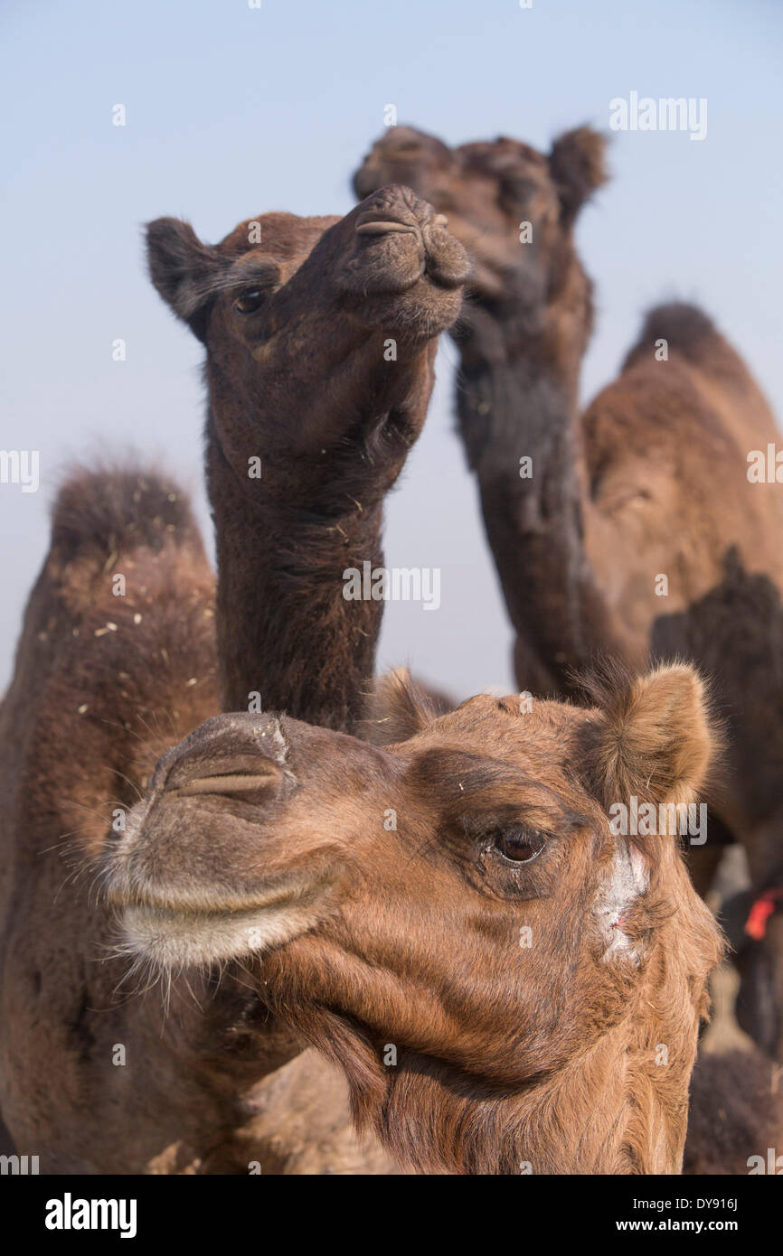 Pushkar Mela, marché aux chameaux, les chameaux, les dromadaires, Pushkar, Rajasthan, Inde, Asie, Inde, des animaux, des animaux, du marché Banque D'Images