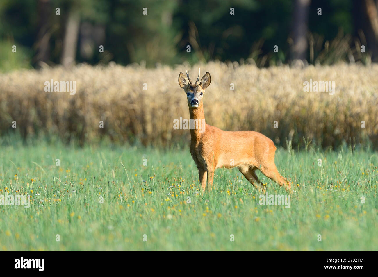 Le chevreuil Capreolus capreolus animaux à onglons Nouveau monde naturel de la forêt de bois de cerf forêt animaux sauvages animaux sauvages Les animaux re Banque D'Images