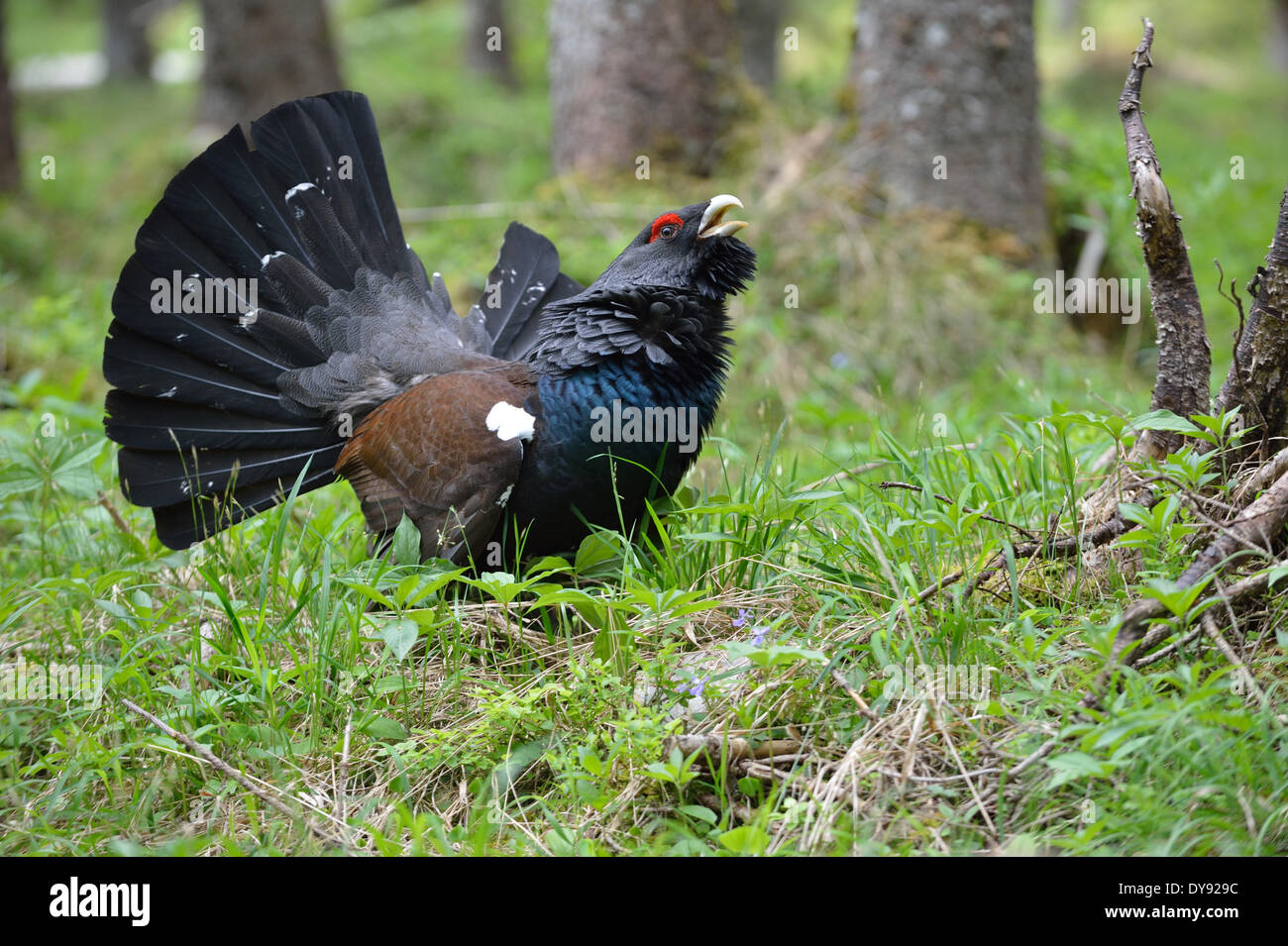 Grand Tétras Tetrao urogallus mountain cock coq de bruyère poulets sauvages Oiseaux Oiseaux de bruyère huppée afficher anim animaux printemps Banque D'Images