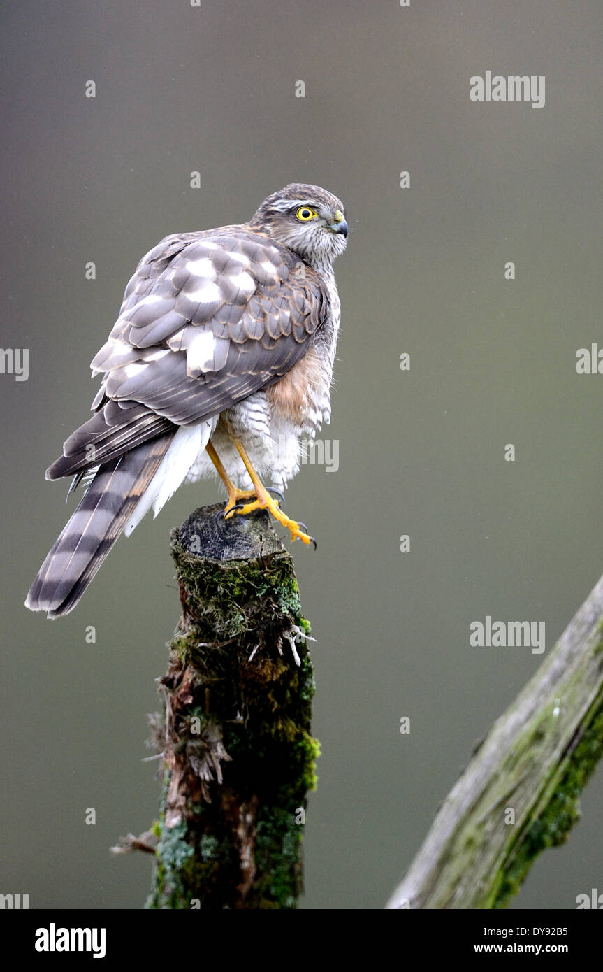 Sparrow Hawk, Accipiter nisus, raptor, oiseau de proie, accipitrids, oiseau, femme, animal, animaux, France, Europe, Banque D'Images