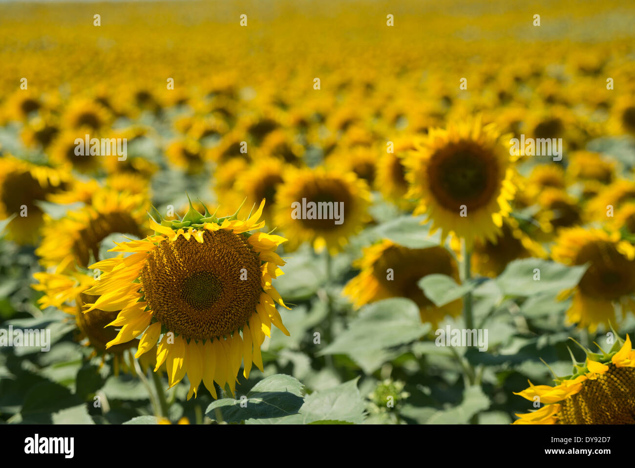 Grand champ cultivé avec de l'huile de tournesol, la production, l'Espagne Banque D'Images