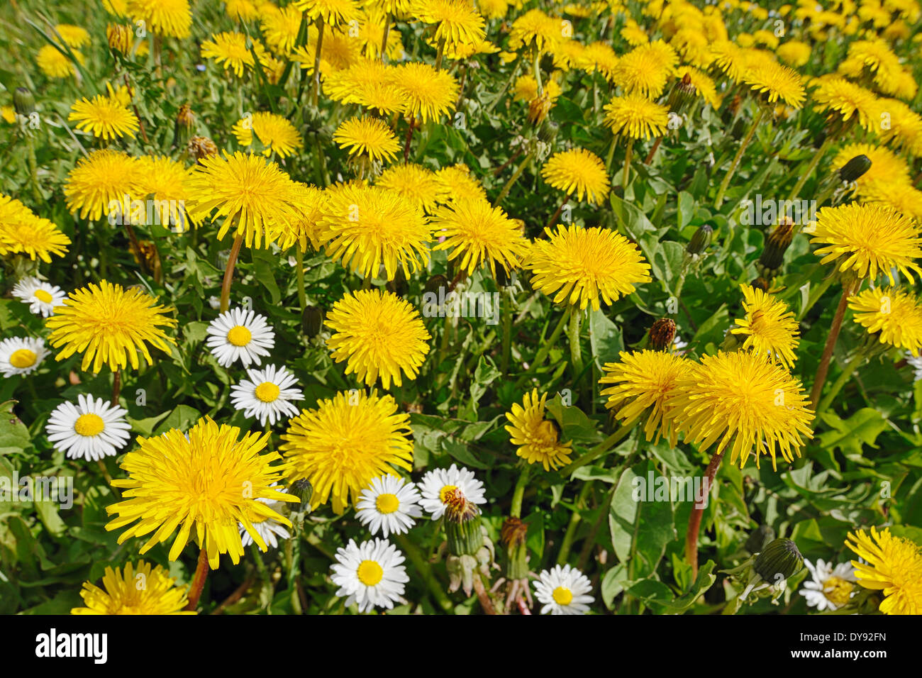 Fleurs de pissenlit commun (Taraxacum officinale) et de pâquerettes (Bellis perennis) Banque D'Images