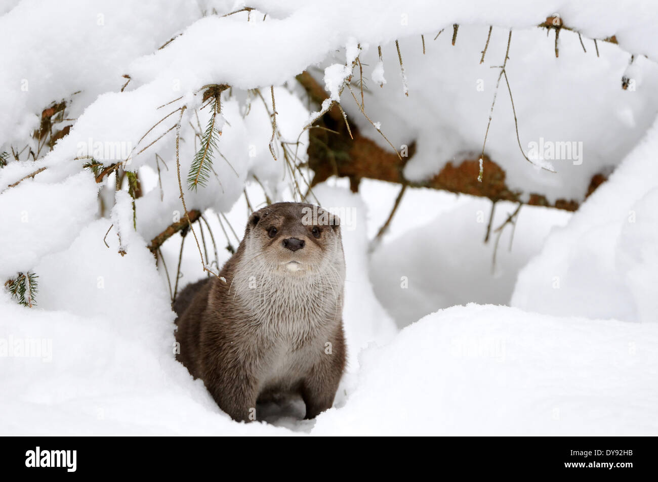 Loutre Lutra lutra hairy-nosed otter mustélidés martens canidés prédateurs de poissons prédateurs d'eau loutres animaux hiver marten anima Banque D'Images