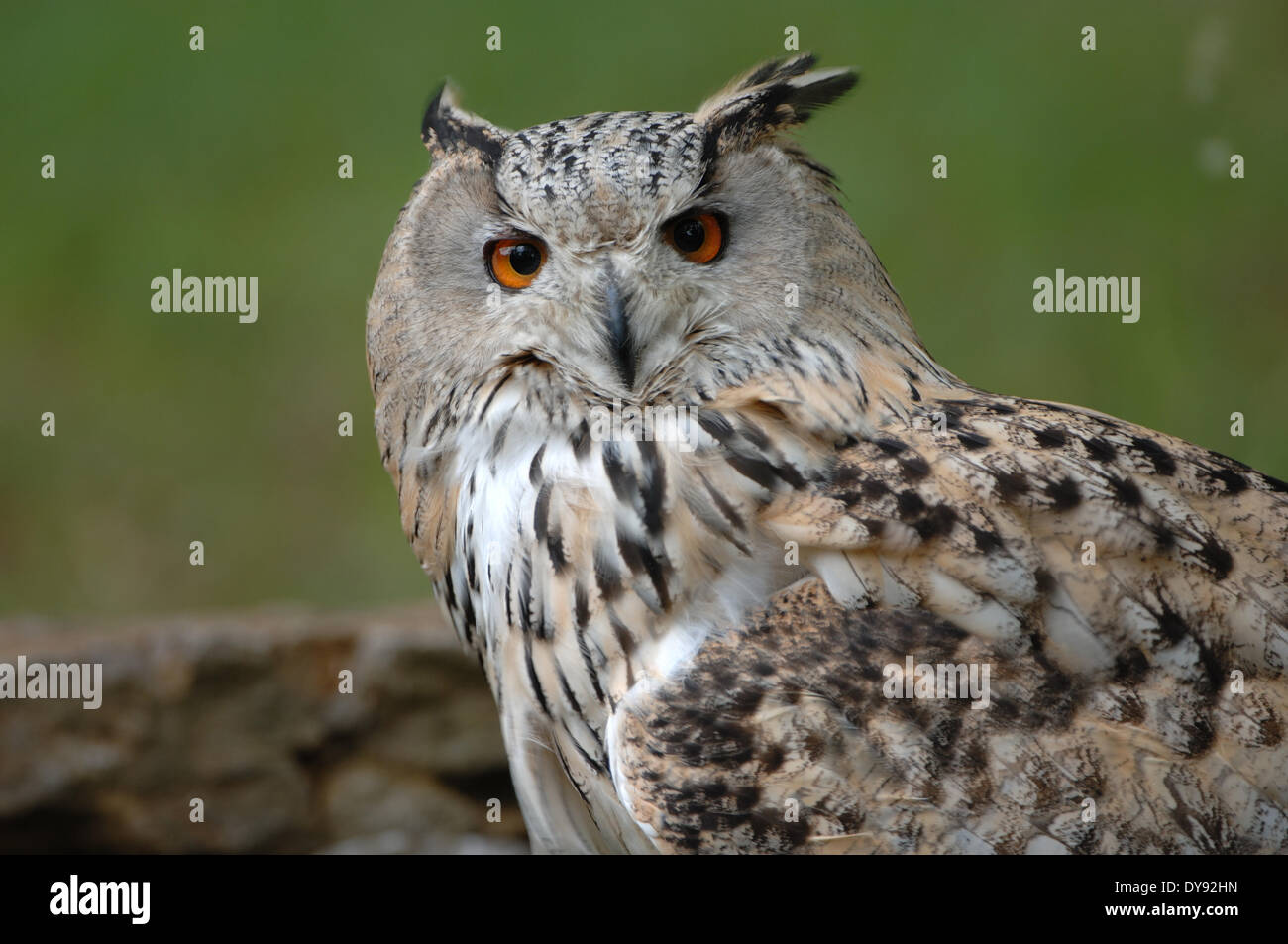 Les hiboux owl owl Bubo bubo sibiricus sibérien les hiboux - comme la nuit les oiseaux de proie oiseaux rapaces oiseaux animal animaux Allemagne Europe, Banque D'Images