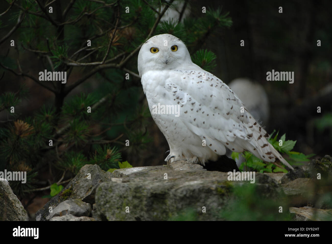 Snowy Owl Chouette chouette Chouette arctique Nyctea scandiaca nuit oiseaux oiseaux Rapaces Oiseaux de proie oiseaux animal animaux Allemagne Europe, Banque D'Images