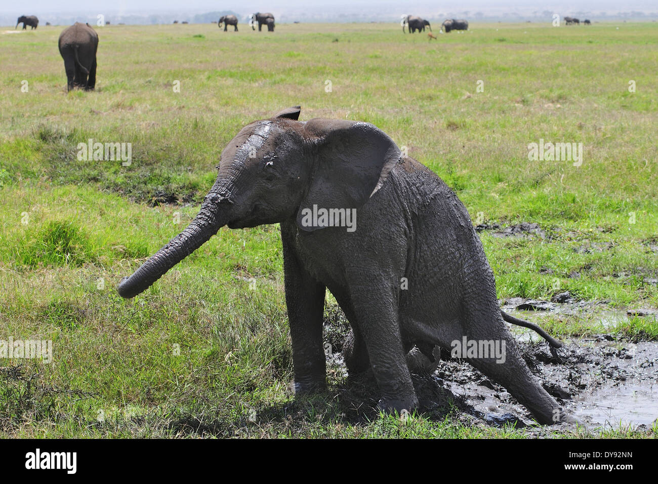 Veau de l'eléphant d'Afrique (Loxodonta africana) coincé dans la boue. .Amboseli Kenya Banque D'Images