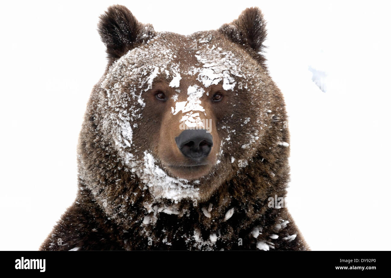 Ours brun ours ours brun européen européen prédateur Ursus arctos Ursus hiver neige hiver furtivement de l'ours, animal animaux Banque D'Images