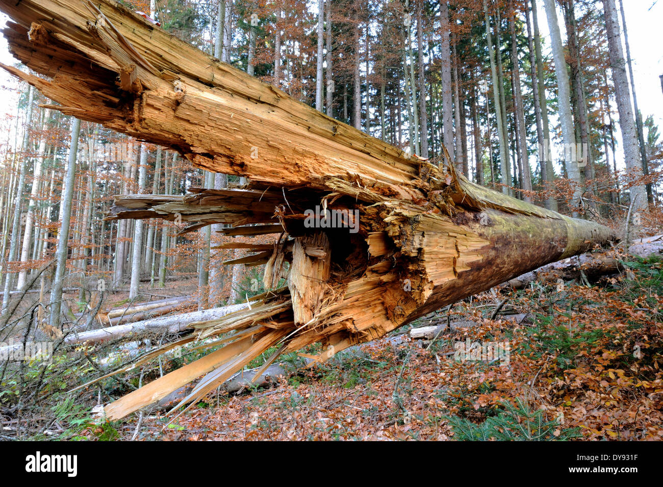 Bris de vent la forêt de Bavière dommages forestiers de l'écorce des arbres morts de la forêt arbres renversés broken animal animaux German Banque D'Images