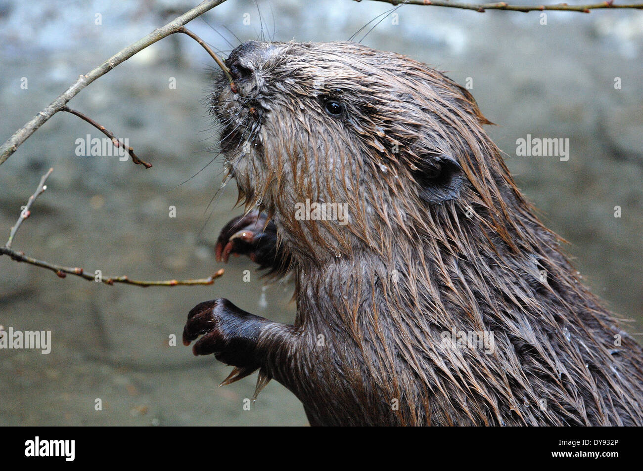 Les Castors, les rongeurs, Castor fiber, rongeur, castor européen, les mammifères, les rongeurs, les animaux, les animaux, l'Allemagne, l'Europe, Banque D'Images