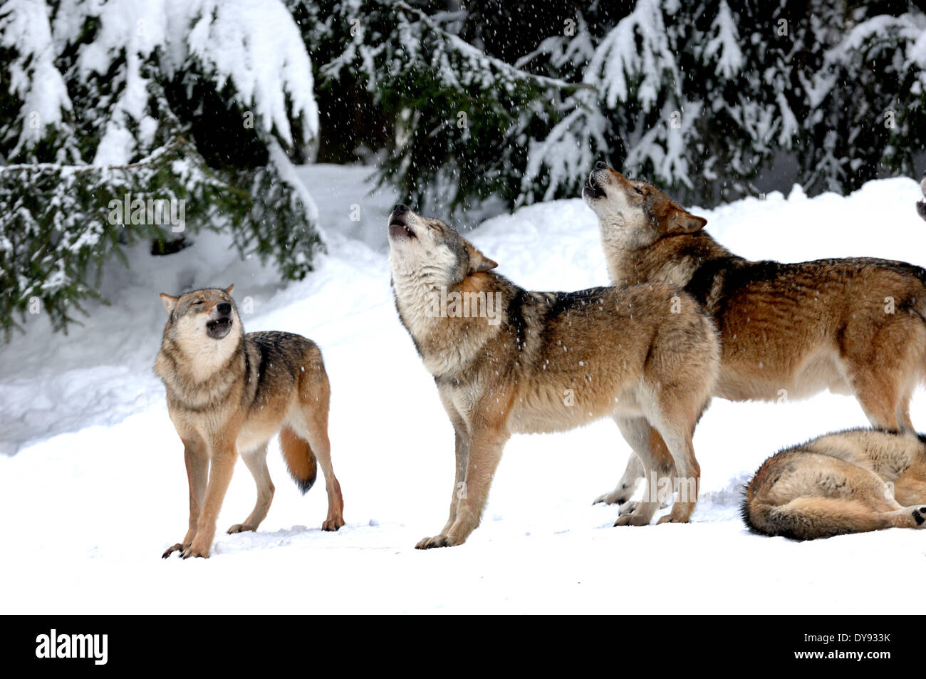 Canis lupus Loup européen les canidés loup gris Loup Loup prédateurs prédateur hiver neige froid gel nature Canine animal sauvage, Banque D'Images