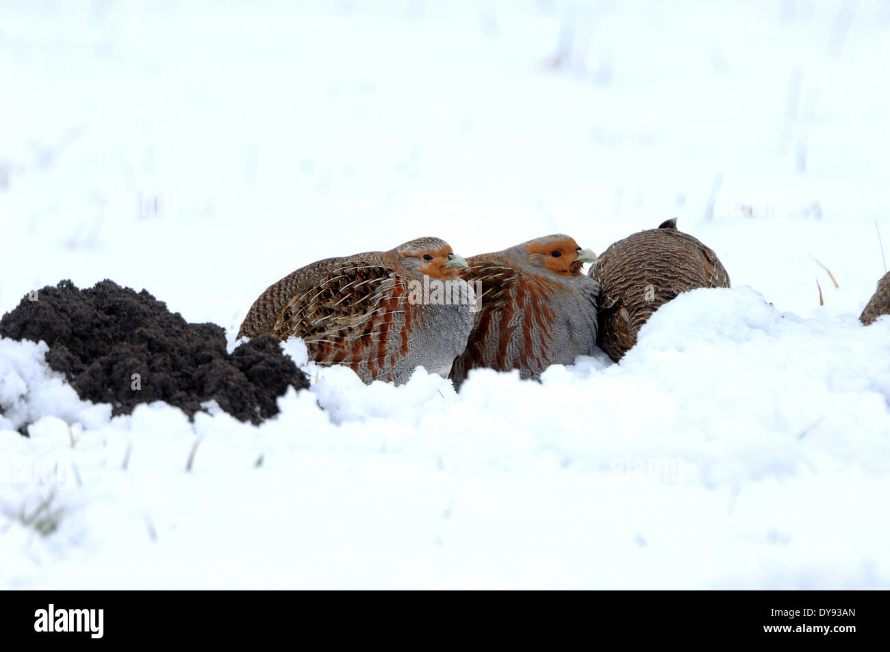 Partridge Perdix perdix gallinacés sauvages oiseaux Galliformes oiseau poulets perdrix oiseaux hiver neige animal animaux Ger Banque D'Images