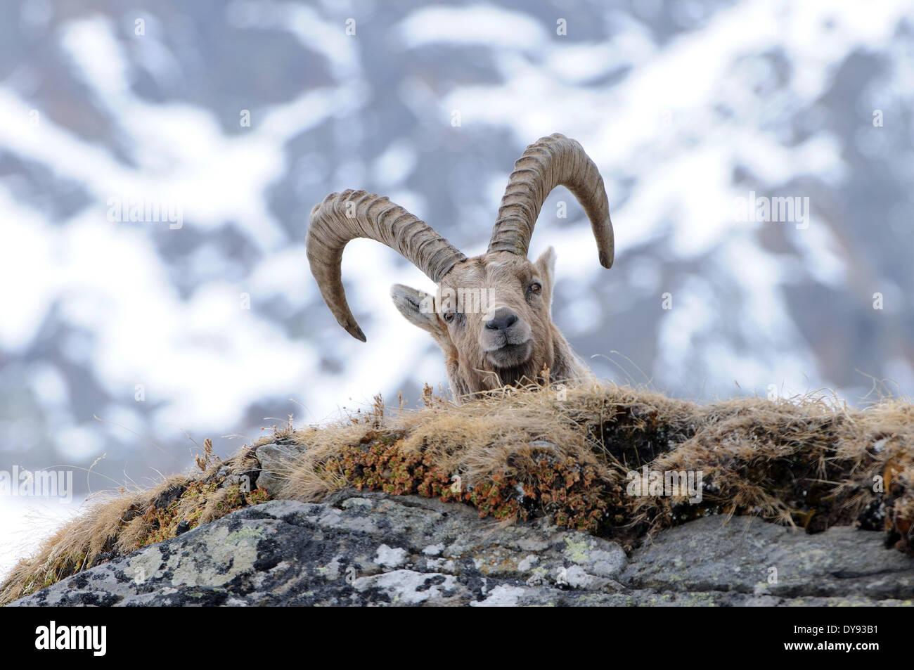 Capricorne bouquetin chèvre de montagne des cornes des animaux à sabots fendus Bovidae antilopes de chèvre Capra ibex hiver neige montagnes chèvres rut hor Banque D'Images