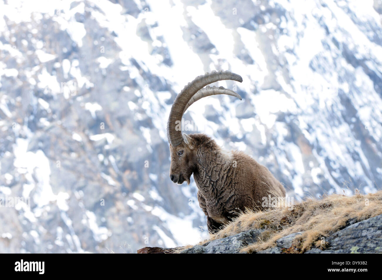 Capricorne bouquetin chèvre de montagne des cornes des animaux à sabots fendus Bovidae antilopes de chèvre Capra ibex hiver neige montagnes chèvres rut hor Banque D'Images