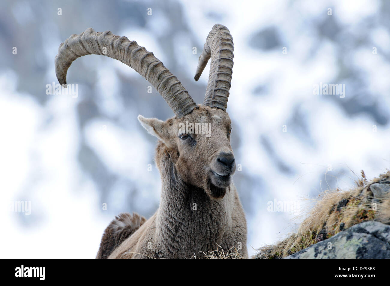 Capricorne bouquetin chèvre de montagne des cornes des animaux à sabots fendus Bovidae antilopes de chèvre Capra ibex hiver neige montagnes chèvres rut hor Banque D'Images