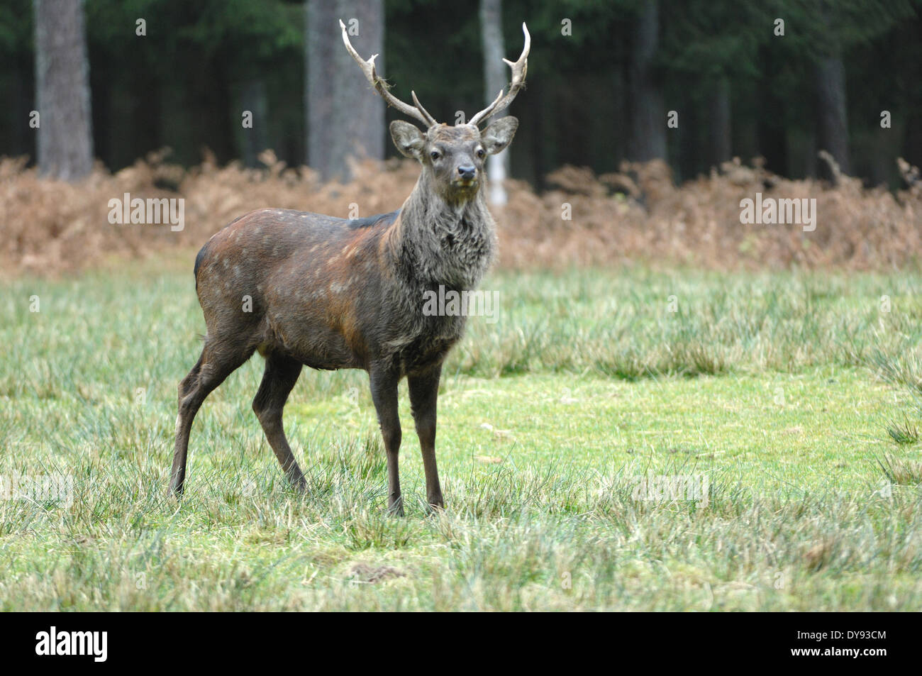 Spotted deer stag cerf Sika Cervus nippon asiatique japonais berghoff berghoff Sikawild Sika rut animaux à onglons anim Banque D'Images