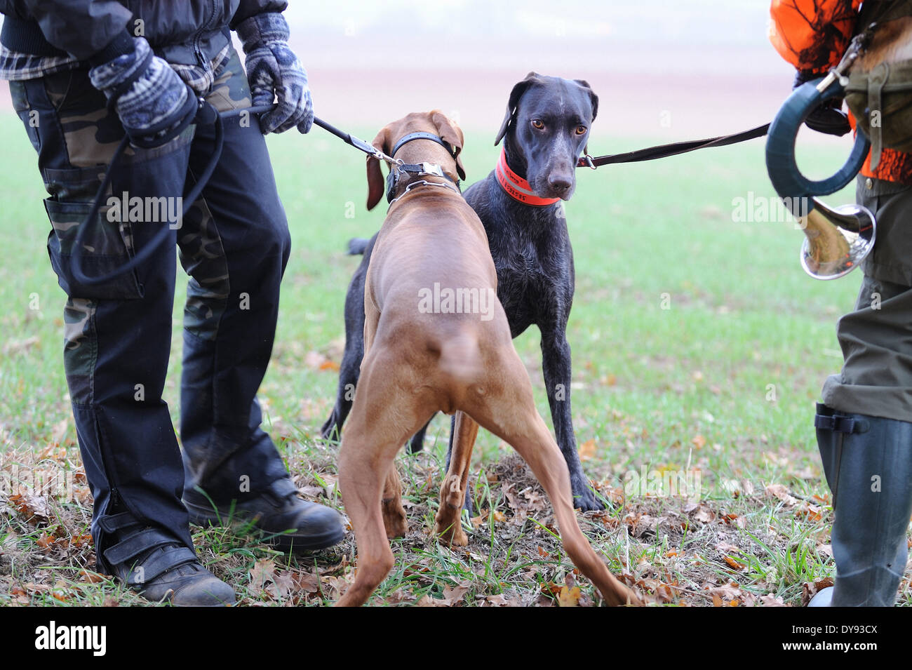 Franc de battue chasse à faible chasse rurale Magyar Vizla braque allemand chien animal animaux Allemagne Banque D'Images