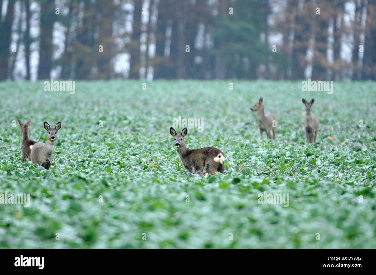 Le chevreuil Capreolus capreolus animaux à onglons Nouveau Monde cerf chevreuil d'automne manteau d'hiver manteau d'hiver champ d'anim animaux Banque D'Images