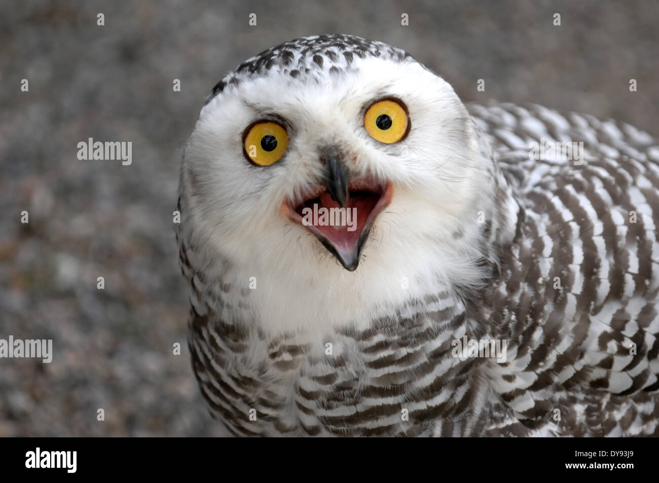 Snowy Owl Chouette chouette Chouette arctique Nyctea scandiaca nuit oiseaux oiseaux Rapaces Oiseaux de proie oiseaux animal animaux Allemagne Europe, Banque D'Images