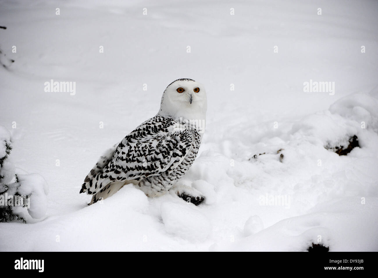 Snowy Owl Chouette chouette Chouette arctique Nyctea scandiaca nuit oiseaux oiseaux Rapaces Oiseaux de proie oiseaux animal animaux Allemagne Europe, Banque D'Images