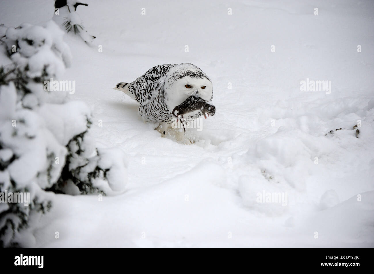 Snowy Owl Chouette chouette Chouette arctique Nyctea scandiaca nuit oiseaux oiseaux Rapaces Oiseaux de proie oiseaux animal animaux Allemagne Europe, Banque D'Images