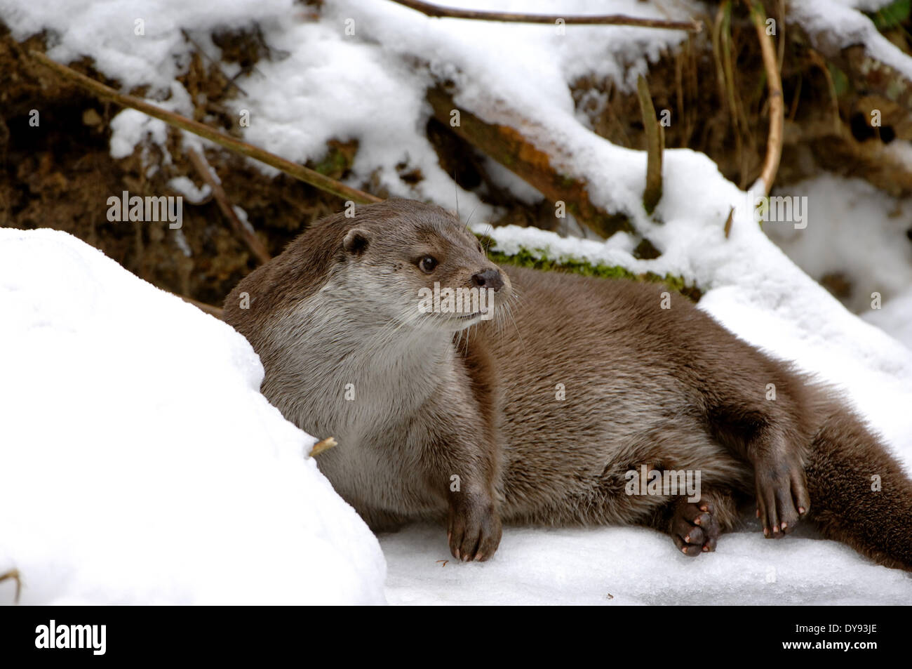 Loutre Lutra lutra hairy-nosed otter mustélidés martens canidés prédateurs de poissons prédateurs d'eau loutres marten animal animaux Germ Banque D'Images