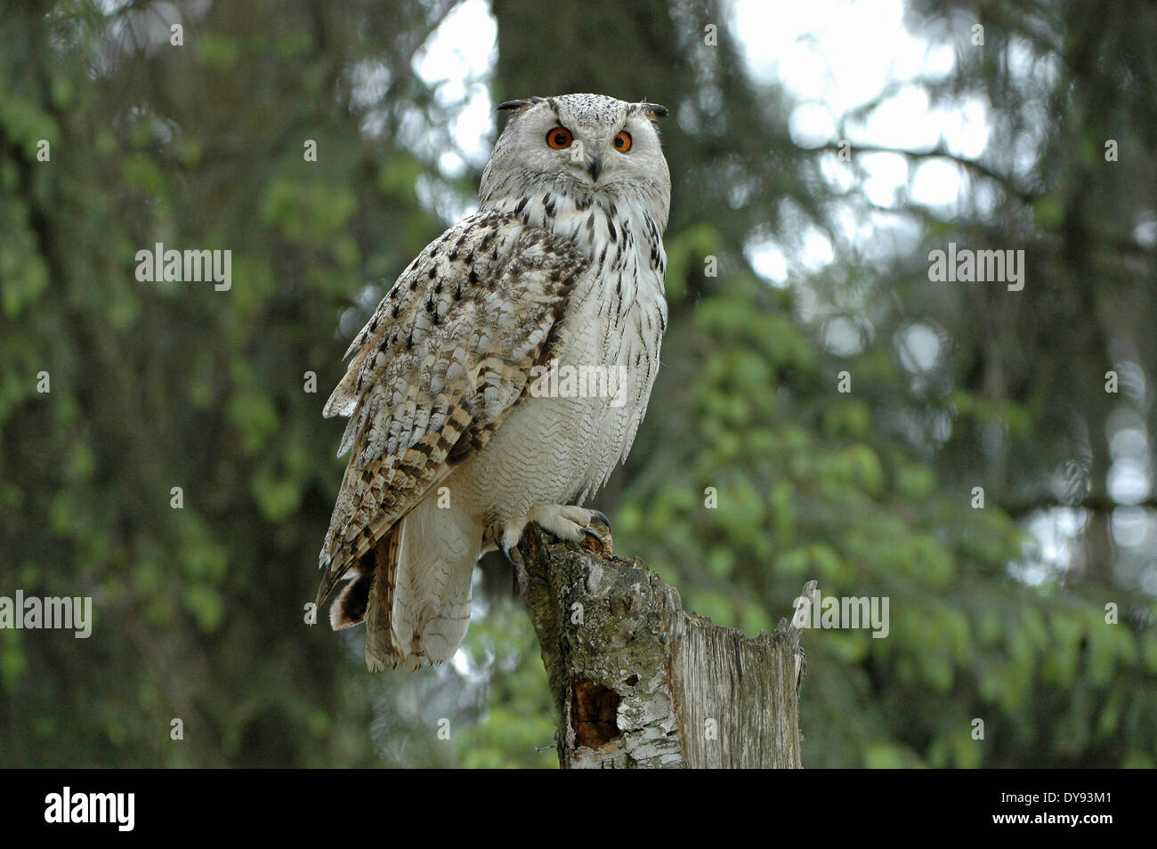 Les hiboux owl owl Bubo bubo sibiricus sibérien les hiboux - comme la nuit les oiseaux de proie oiseaux rapaces oiseaux animal animaux Allemagne Europe, Banque D'Images