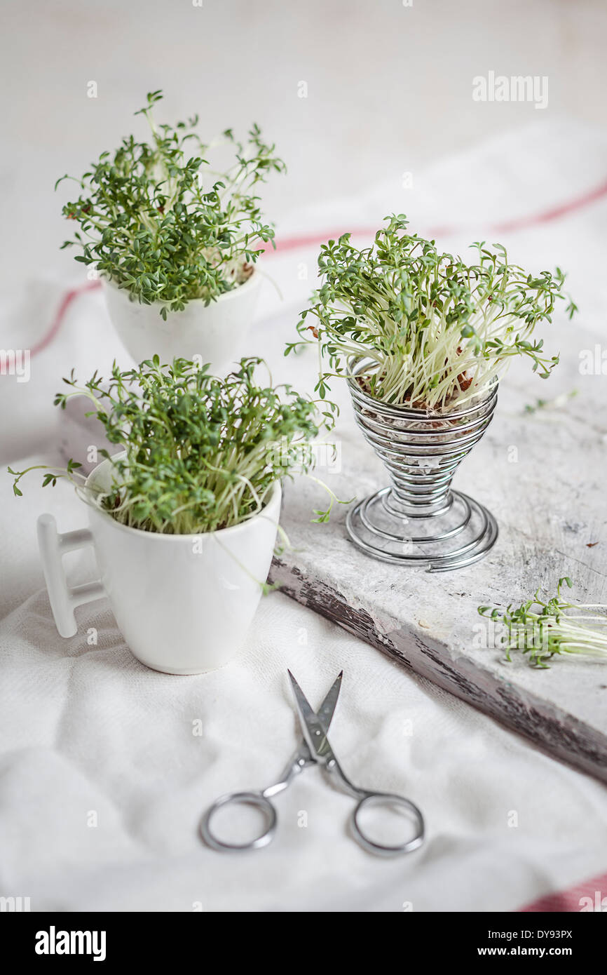 Cress (Lepidum sativum) dans coquetier et tasse, ciseaux Banque D'Images
