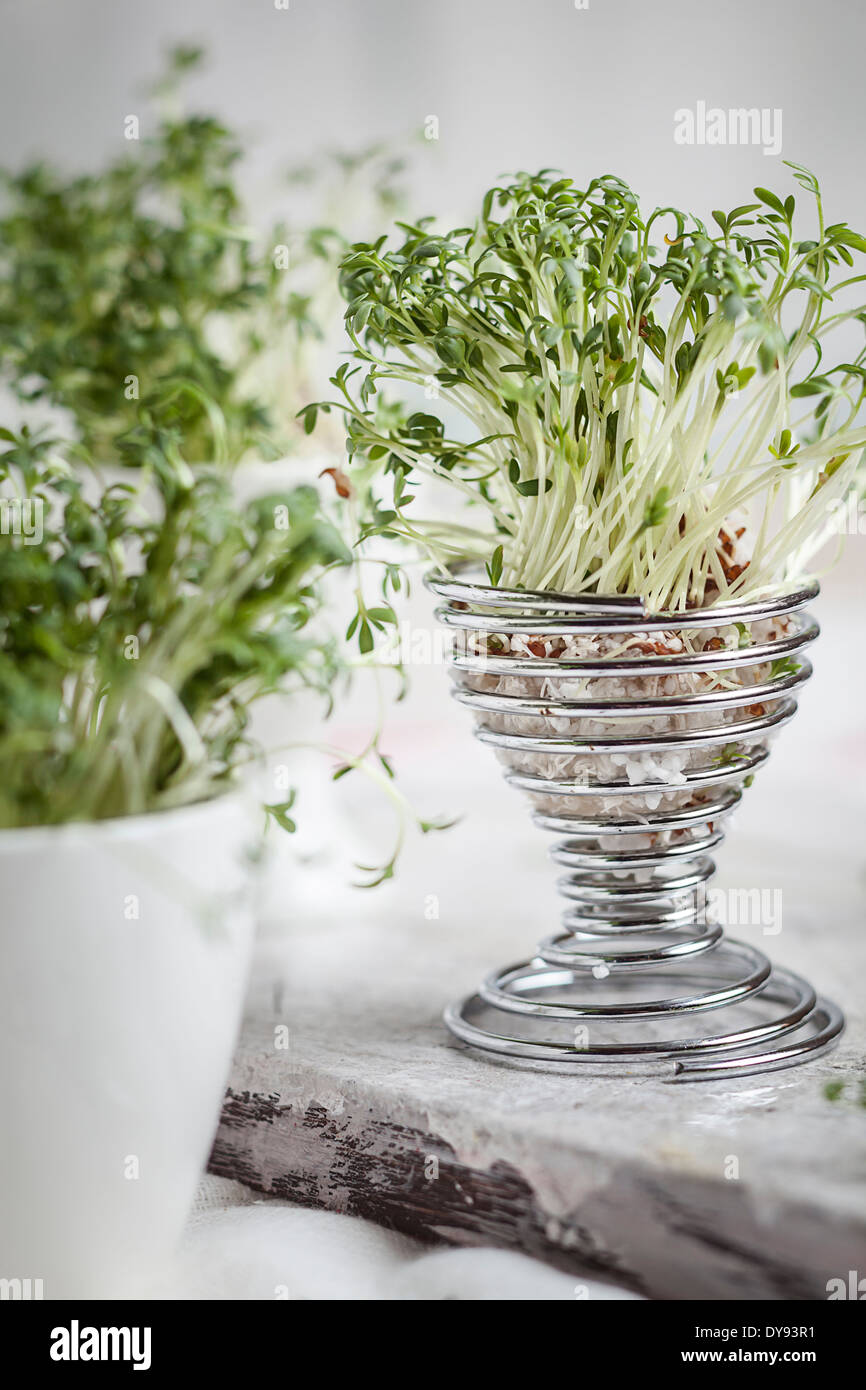 Cress (Lepidum sativum) dans coquetier et tasses Banque D'Images