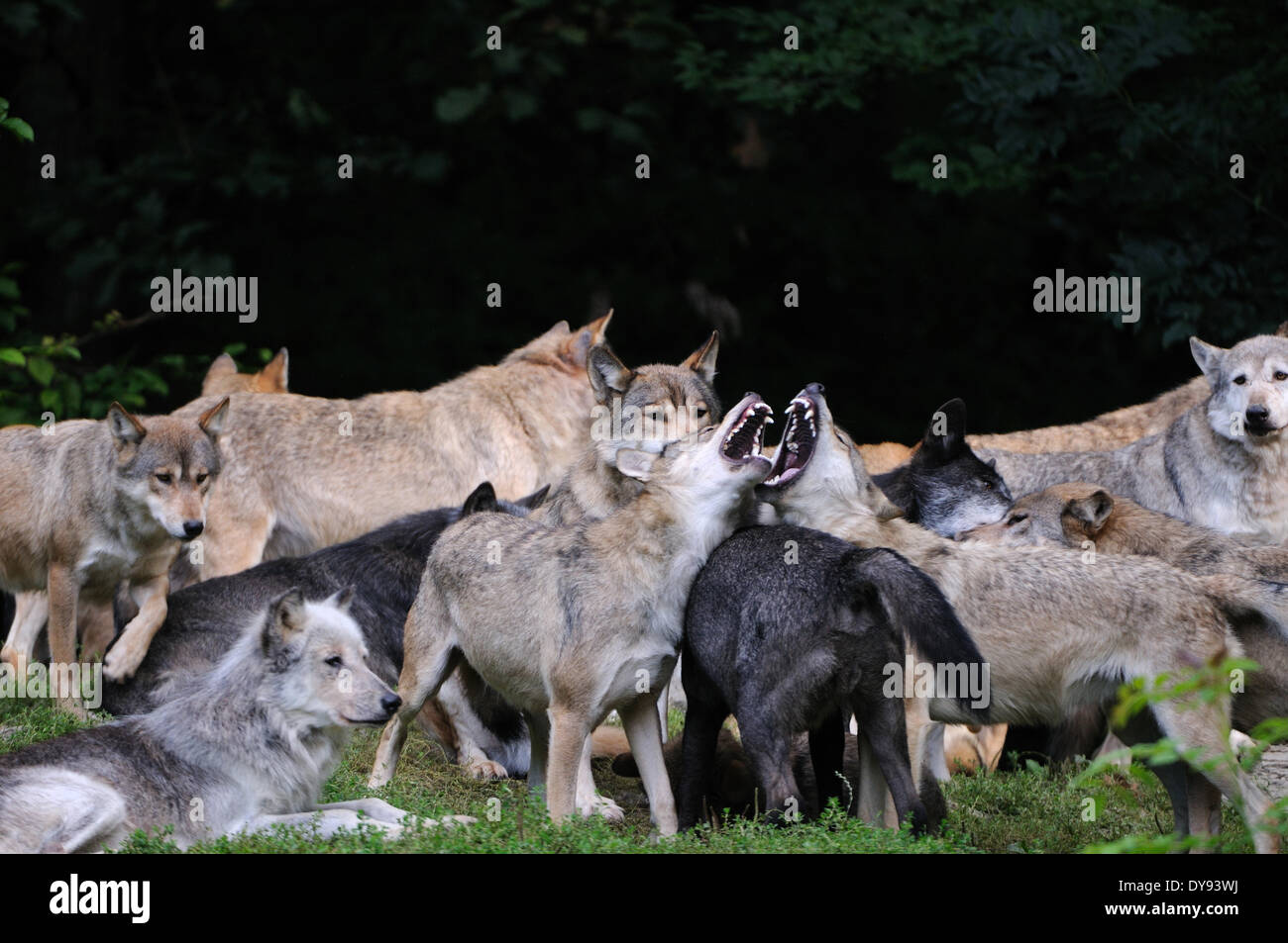 Le Loup De Lest Canis Lupus Lycaon Loup Loup Gris Américain