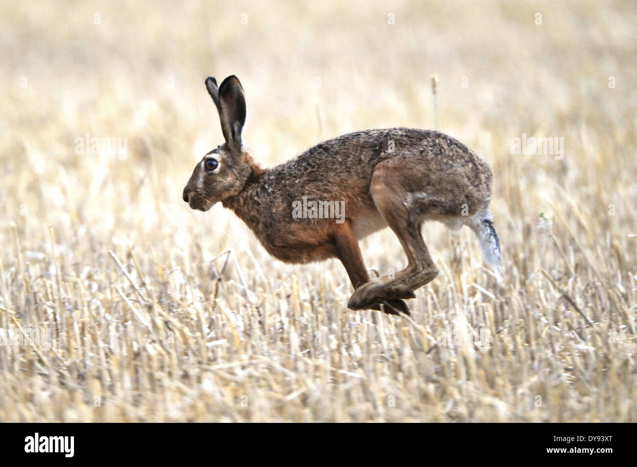 Lapin lièvre Lepus europaeus Pallas lapins lièvres Lièvres Lièvre champ champ champ de chaumes lampe lapin animal animaux fuir d'été, Banque D'Images