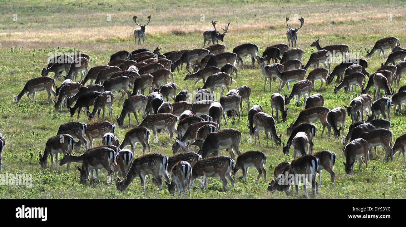 Cerfs, chevreuils, cerfs, Stag, des animaux à sabots fendus, l'andouiller, cervidé, Dama Dama, animal, animaux, France, Europe, Banque D'Images