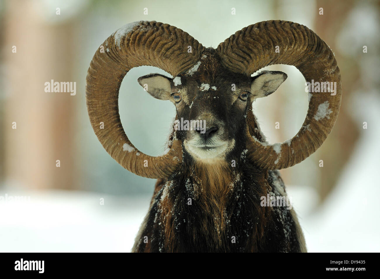 Mufflon ram mountain sheep Ovis ammon musimon Mufflons hiver hiver hiver coat moutons moutons sauvages-chèvre antilopes corne cornes un Banque D'Images