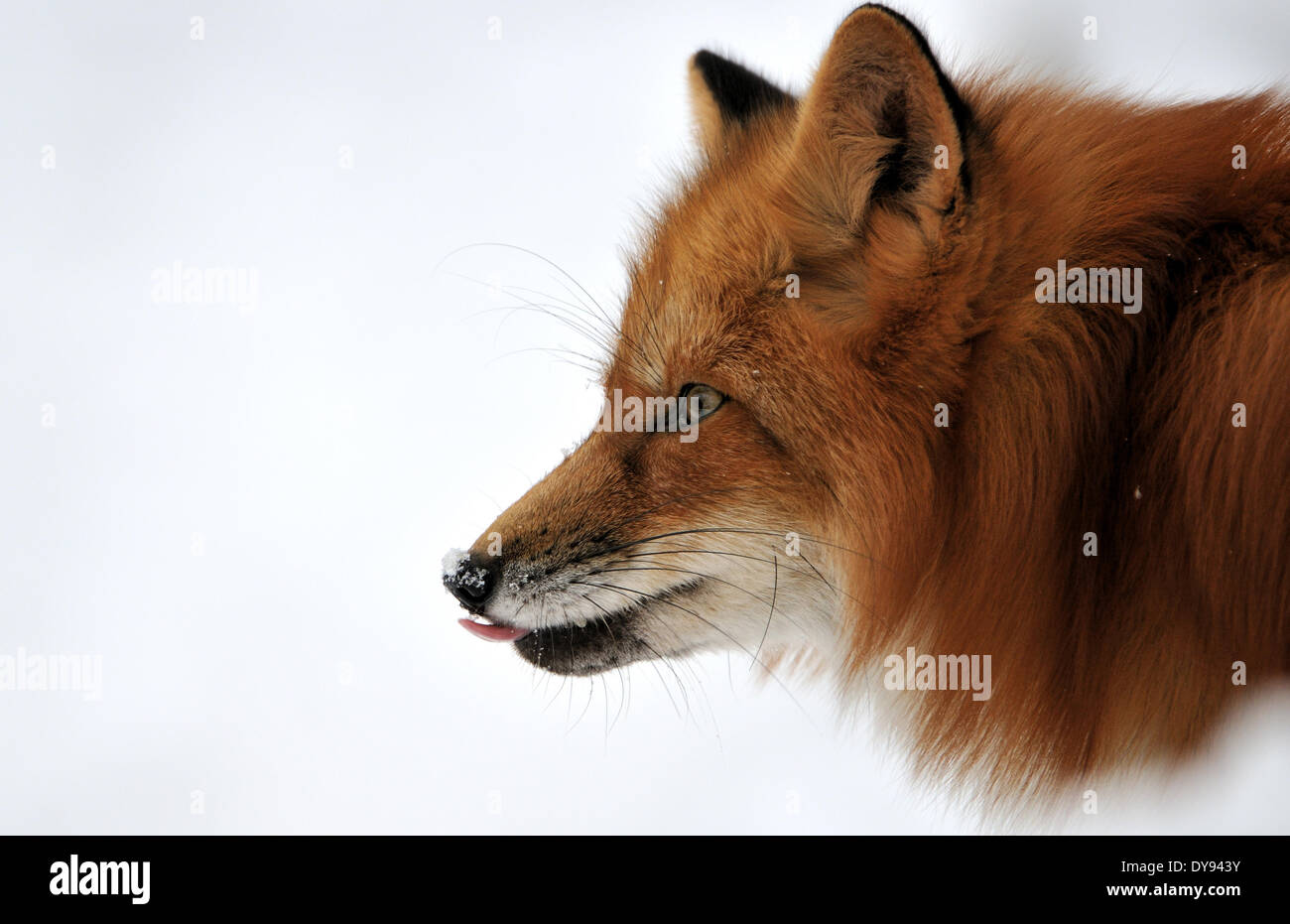 Red fox fox predator canidés crafty Fox Vulpes vulpes renard roux européen fox rouge peau d'hiver manteau d'hiver neige hiver anima animaux Banque D'Images