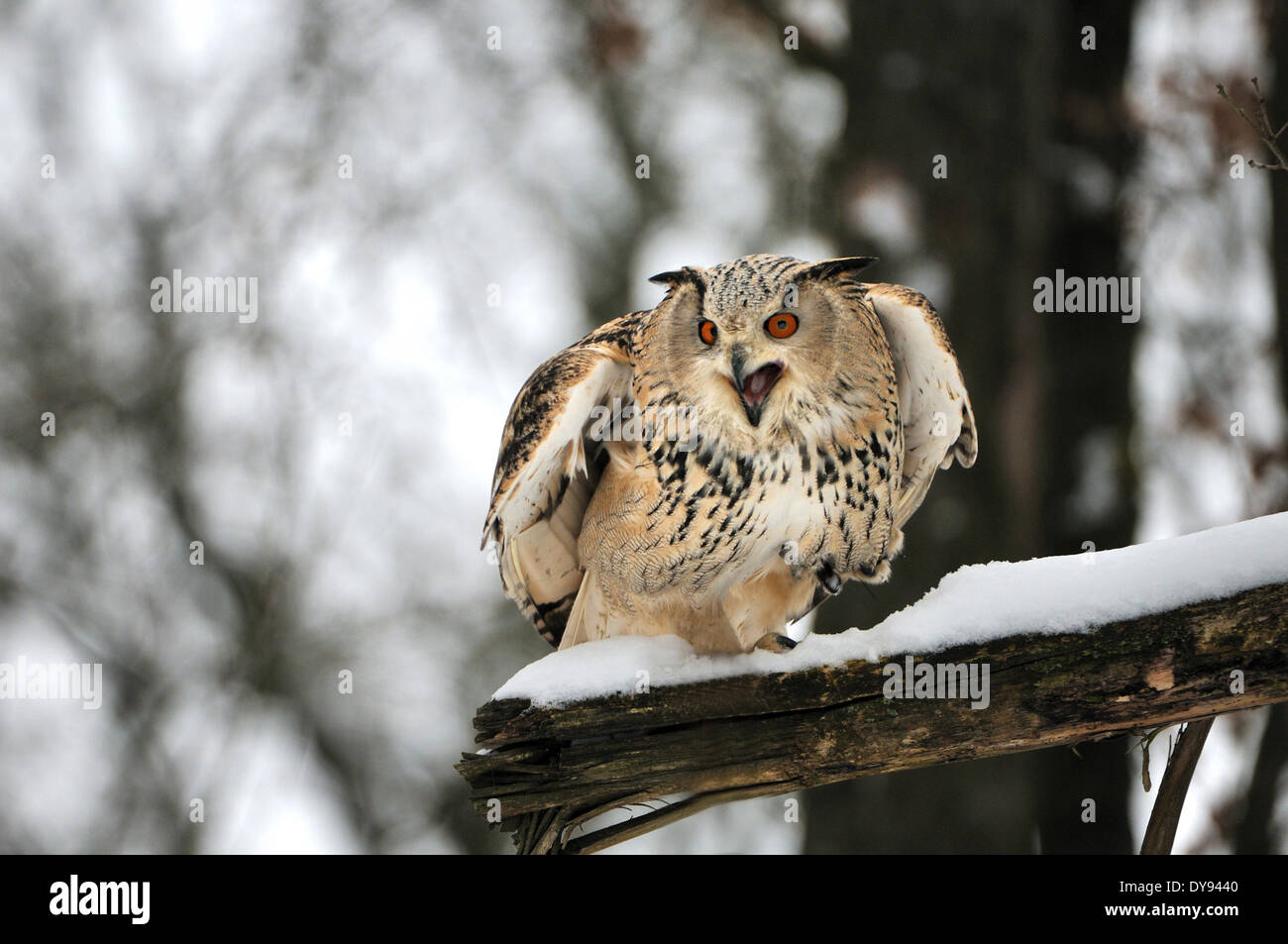 Les hiboux owl owl Bubo bubo sibiricus sibérien les hiboux - comme la nuit les oiseaux de proie oiseaux rapaces oiseaux animal animaux Allemagne Europe, Banque D'Images