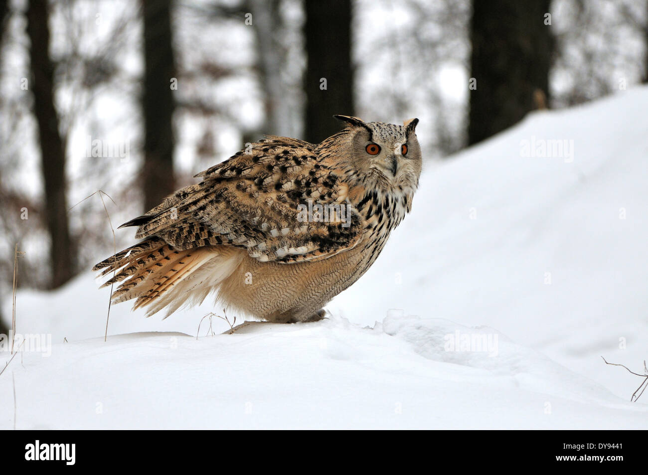 Les hiboux owl owl Bubo bubo sibiricus sibérien les hiboux - comme la nuit les oiseaux de proie oiseaux rapaces oiseaux animal animaux Allemagne Europe, Banque D'Images