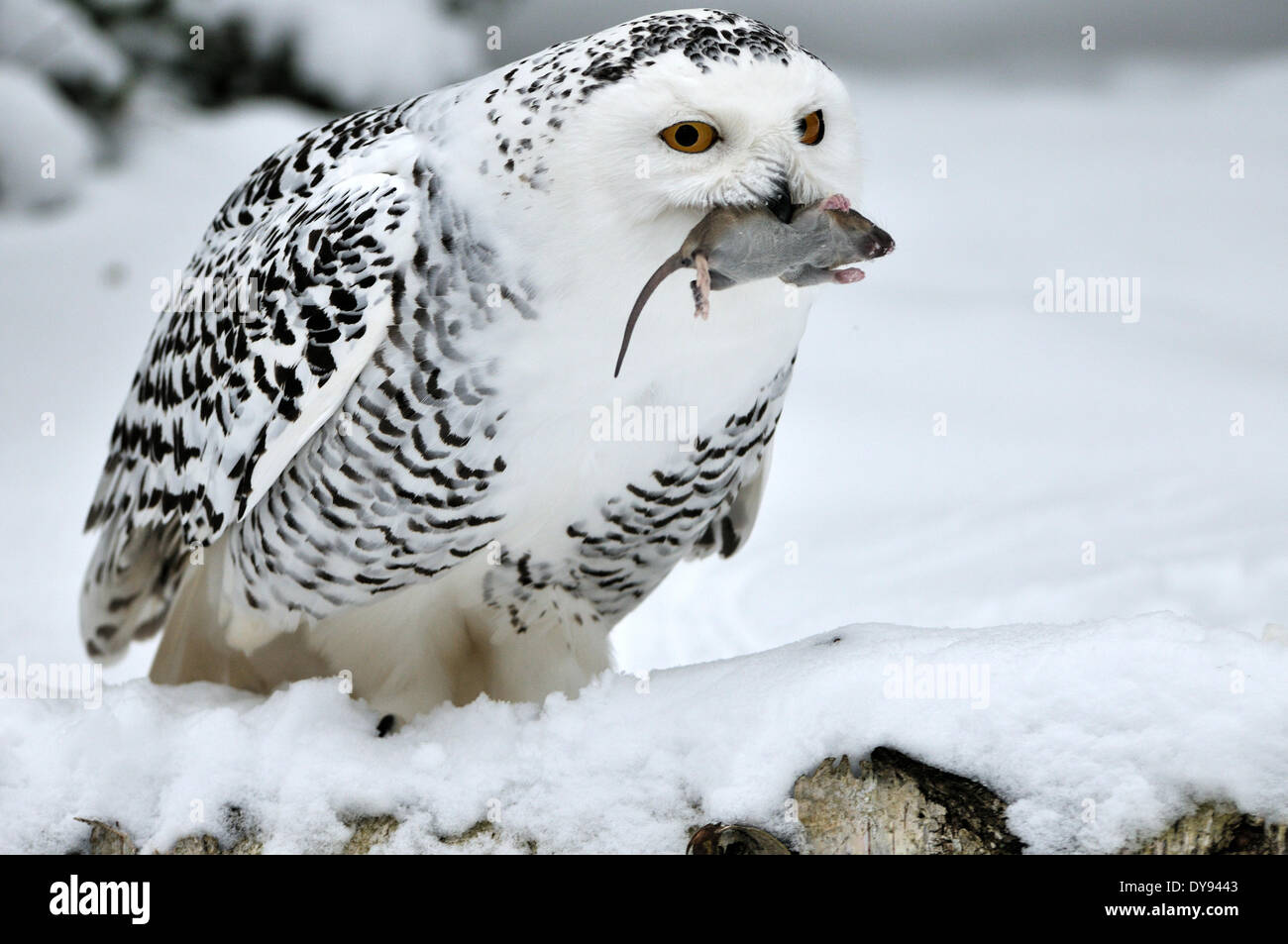 Snowy Owl Chouette chouette Chouette arctique Nyctea scandiaca nuit oiseaux oiseaux Rapaces Oiseaux de proie oiseaux animal animaux Allemagne Europe, Banque D'Images