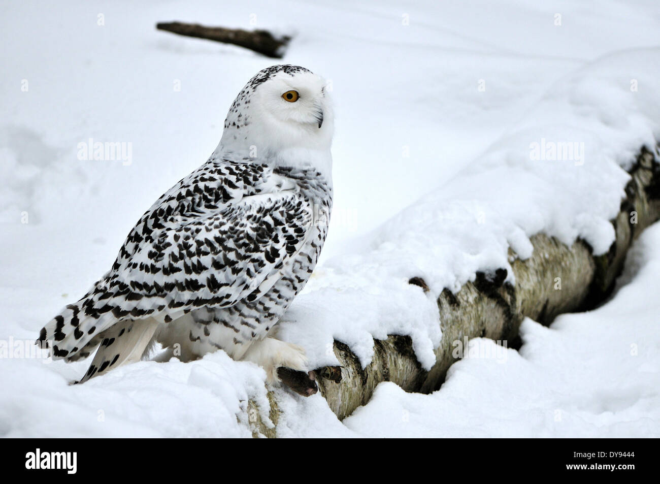 Snowy Owl Chouette chouette Chouette arctique Nyctea scandiaca nuit oiseaux oiseaux Rapaces Oiseaux de proie oiseaux animal animaux Allemagne Europe, Banque D'Images