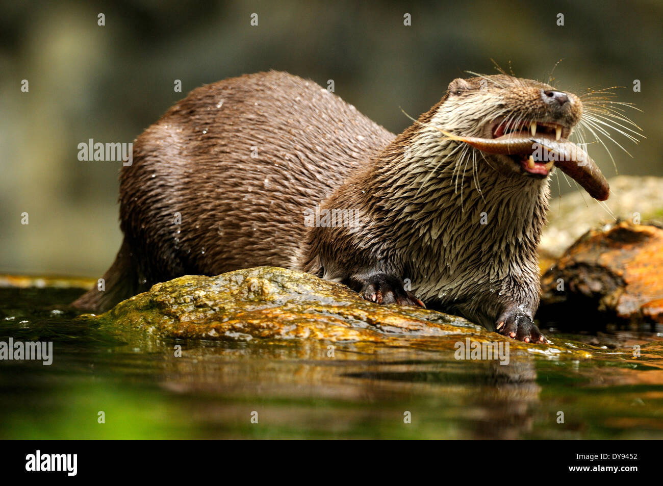 Loutre Lutra lutra hairy-nosed otter mustélidés martens canidés prédateurs de poissons prédateurs d'eau loutres loutre martre la pêche en lac, Banque D'Images