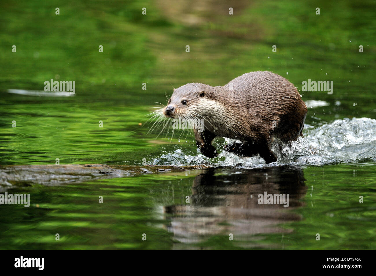 Loutre Lutra lutra hairy-nosed otter mustélidés martens canidés prédateurs de poissons prédateurs d'eau loutres loutre martre la pêche en lac, Banque D'Images
