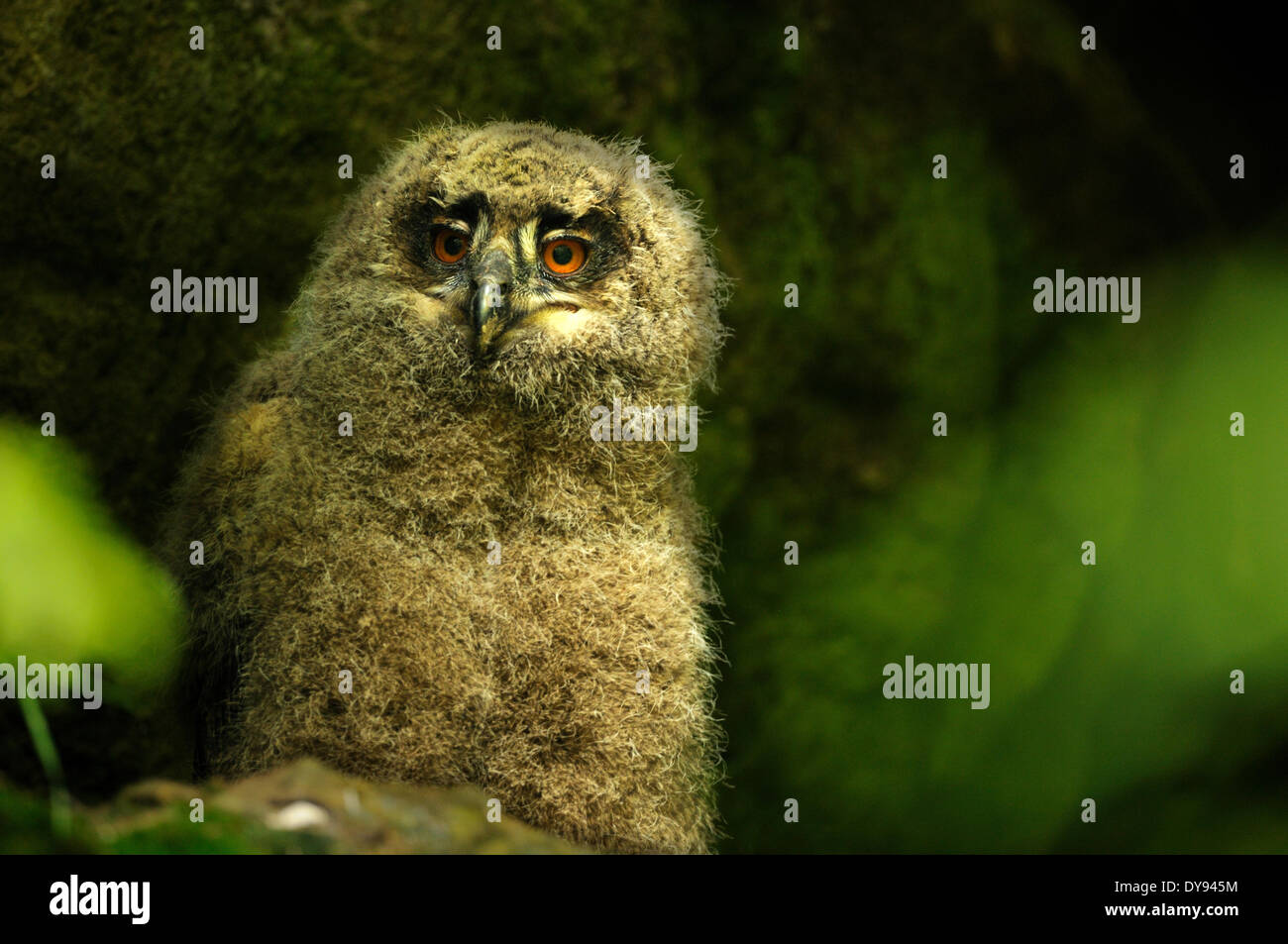 Eagle owl Bubo bubo owl hiboux nuit oiseaux de proie les oiseaux de proie oiseaux oiseaux eagle owl jeune animal animaux Allemagne Europe, Banque D'Images