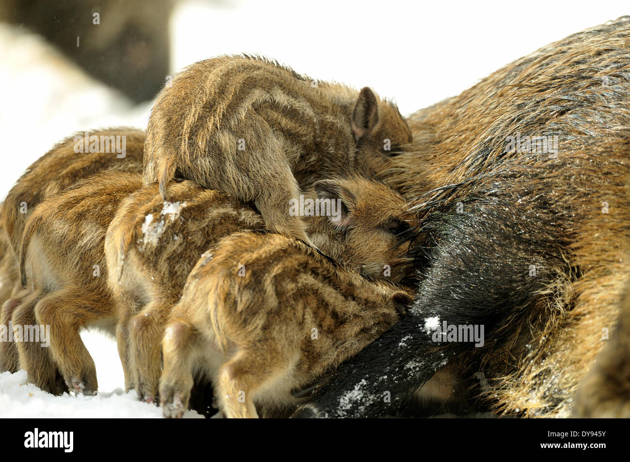 Les Jeunes sangliers sauvages, sow, femme, mars, marcassin, hiver, sangliers, neige, animal, animaux, France, Europe, Banque D'Images